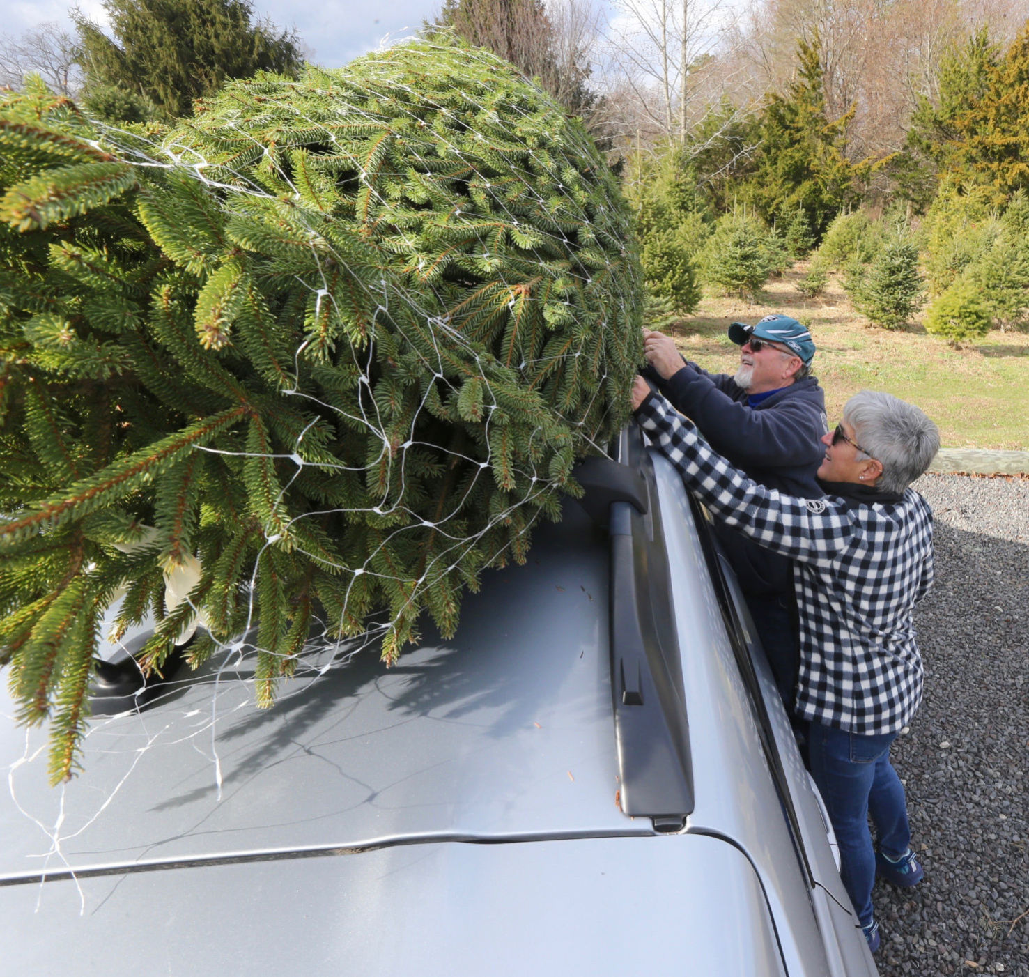 Littleworth Christmas Tree Farm